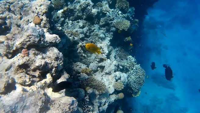 Mega Cruise with Dinner