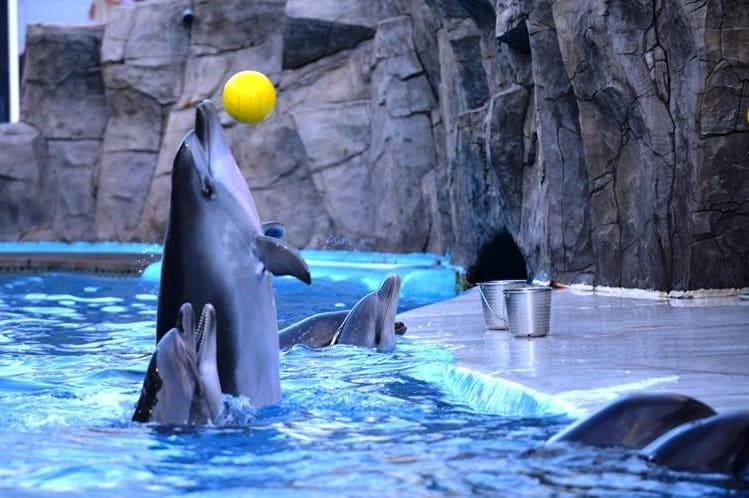 Dolphinarium Sharm